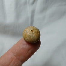 Charger l'image dans la galerie, Pedina davoustiana
