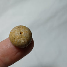 Charger l'image dans la galerie, Pedina davoustiana
