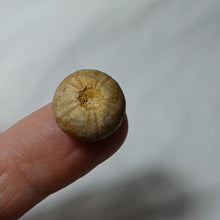 Charger l'image dans la galerie, Pedina davoustiana
