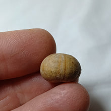 Charger l'image dans la galerie, Pedina davoustiana
