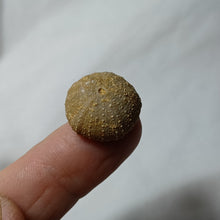 Load image into Gallery viewer, Psephechinus calloviensis
