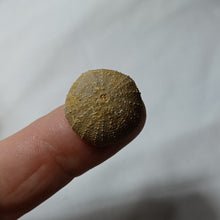 Load image into Gallery viewer, Psephechinus calloviensis
