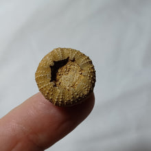 Load image into Gallery viewer, Psephechinus calloviensis
