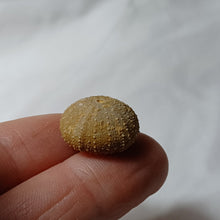 Load image into Gallery viewer, Psephechinus calloviensis
