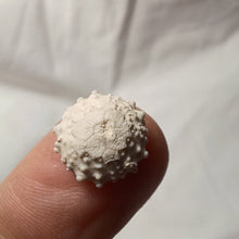 Charger l'image dans la galerie, Goniopygus royanus
