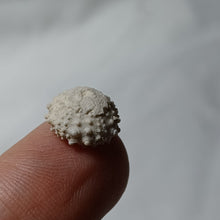 Charger l'image dans la galerie, Goniopygus royanus
