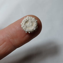 Charger l'image dans la galerie, Goniopygus royanus
