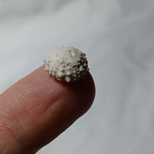 Charger l'image dans la galerie, Goniopygus royanus
