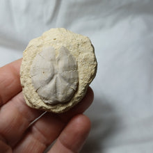 Charger l'image dans la galerie, Brissopsis crescenticus
