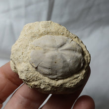 Charger l'image dans la galerie, Brissopsis crescenticus
