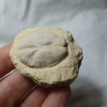 Charger l'image dans la galerie, Brissopsis crescenticus
