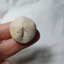 Load image into Gallery viewer, Galeropygus deshayesi
