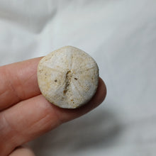 Load image into Gallery viewer, Galeropygus deshayesi
