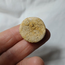 Load image into Gallery viewer, Galeropygus deshayesi
