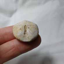 Load image into Gallery viewer, Galeropygus deshayesi
