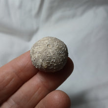 Charger l'image dans la galerie, Stomechinus bigranularis
