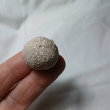 Charger l'image dans la galerie, Stomechinus bigranularis
