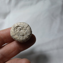 Charger l'image dans la galerie, Stomechinus bigranularis
