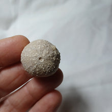 Charger l'image dans la galerie, Stomechinus bigranularis
