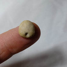 Load image into Gallery viewer, Procassidulus ligeriensis
