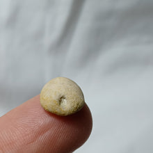 Load image into Gallery viewer, Procassidulus ligeriensis
