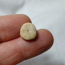 Load image into Gallery viewer, Procassidulus ligeriensis
