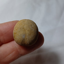 Load image into Gallery viewer, Collyrites dorsalis
