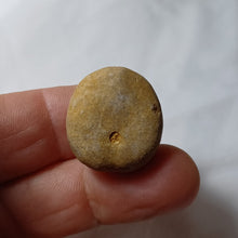 Load image into Gallery viewer, Collyrites dorsalis
