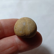 Load image into Gallery viewer, Collyrites dorsalis
