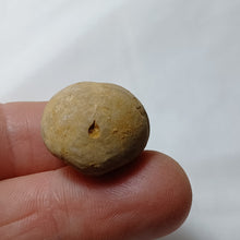 Load image into Gallery viewer, Collyrites dorsalis
