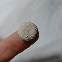 Charger l'image dans la galerie, Hemipedina ferryi
