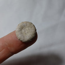 Charger l'image dans la galerie, Hemipedina ferryi
