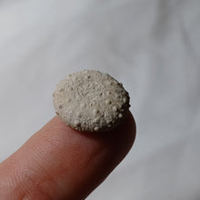 Charger l'image dans la galerie, Hemipedina ferryi
