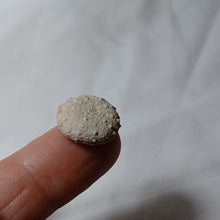 Charger l'image dans la galerie, Hemipedina ferryi
