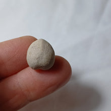 Charger l'image dans la galerie, Coraster vilanovae
