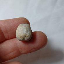 Charger l'image dans la galerie, Coraster vilanovae
