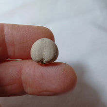 Charger l'image dans la galerie, Coraster vilanovae
