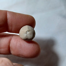 Charger l'image dans la galerie, Coraster vilanovae
