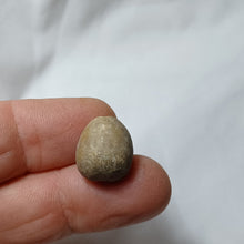 Charger l'image dans la galerie, Metaporinus praeconvexa
