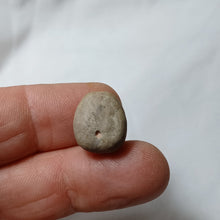 Charger l'image dans la galerie, Metaporinus praeconvexa
