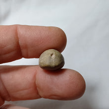 Charger l'image dans la galerie, Metaporinus praeconvexa
