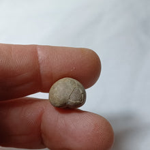 Charger l'image dans la galerie, Metaporinus praeconvexa
