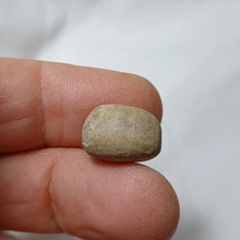 Charger l'image dans la galerie, Metaporinus praeconvexa
