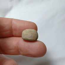 Charger l'image dans la galerie, Metaporinus praeconvexa
