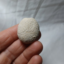 Charger l'image dans la galerie, Eupatagus croizieri
