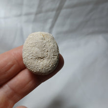 Charger l'image dans la galerie, Eupatagus croizieri
