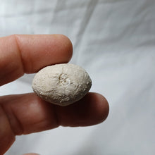 Charger l'image dans la galerie, Eupatagus croizieri
