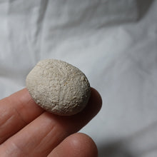 Charger l'image dans la galerie, Eupatagus croizieri
