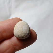 Load image into Gallery viewer, Pygomalus ovalis
