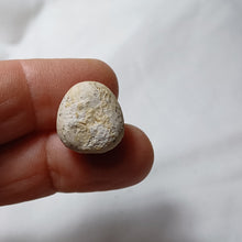 Load image into Gallery viewer, Pygomalus ovalis
